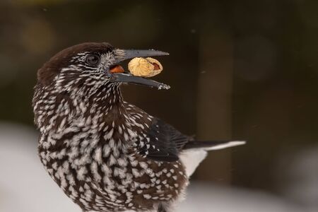 Spotted Nutcracker (Nucifraga caryocatactes) with a nut in her beakの写真素材