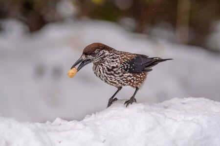 Spotted Nutcracker (Nucifraga caryocatactes) with a nut in her beakの写真素材