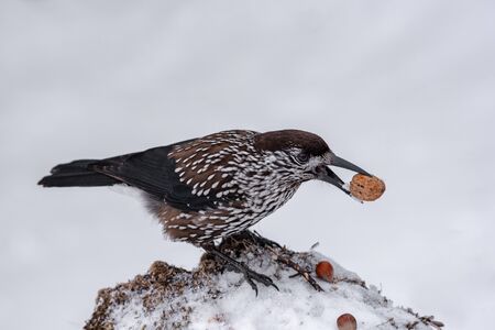Spotted Nutcracker (Nucifraga caryocatactes) in winter forest.の写真素材