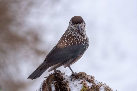Spotted Nutcracker (Nucifraga caryocatactes) on the perch in winter forest.の写真素材