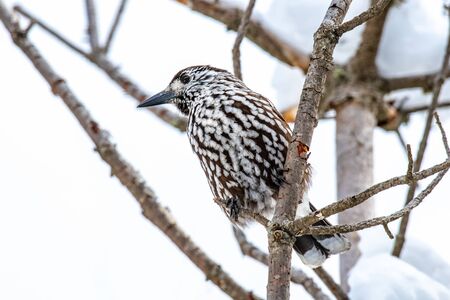 Spotted nutcracker (Nucifraga caryocatactes) on the perch in winter forest.の写真素材