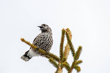 Spotted Nutcracker (Nucifraga caryocatactes) on the perch in winter forest.の写真素材