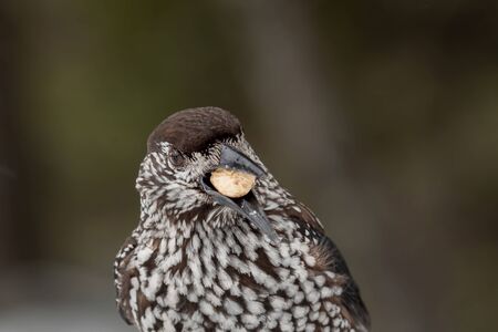 Spotted Nutcracker (Nucifraga caryocatactes) with a nut in her beakの写真素材