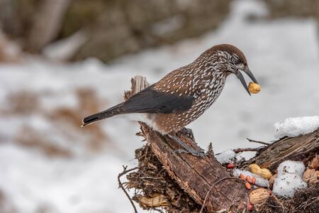 Spotted Nutcracker (Nucifraga caryocatactes) with a nut in her beakの写真素材