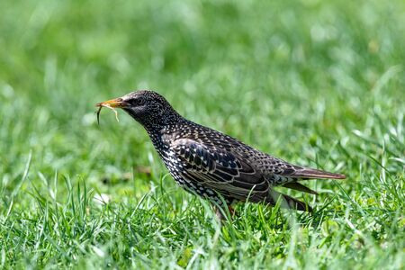 Common starling sturnus vulgaris sitting in grass. Selective focusの写真素材