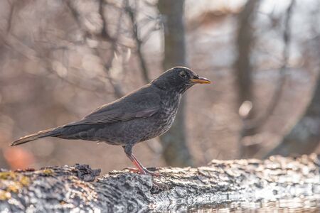 Close-up of a blackbird (Turdus merula) , Nature and wild bird image