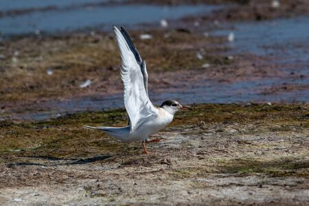 Close up portrait of Common tern (sterna hirundo) in Danube Delta Romania