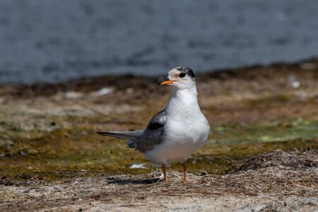 Close up portrait of Common tern (sterna hirundo) in Danube Delta Romania