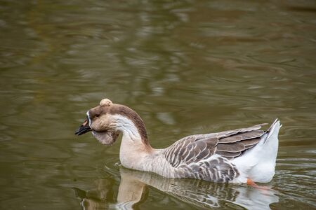 The Chinese goose is a domesticated goose descended from the wild swan gooseの写真素材