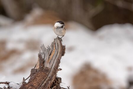 Willow tit (Poecile montanus) sitting on a branch in the wildの写真素材