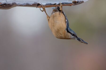 Eurasian nuthatch (Sitta europaea) sitting on a tree trunk with a nut in its beakの写真素材