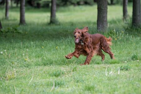 Irish setter runs across the field.Selective focus on the dogの写真素材