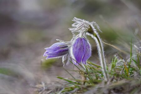 Macro shot of Pulsatilla vulgaris blooms in early spring.Selective focusの写真素材
