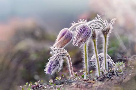 Macro shot of Pulsatilla vulgaris blooms in early spring.Selective focusの写真素材
