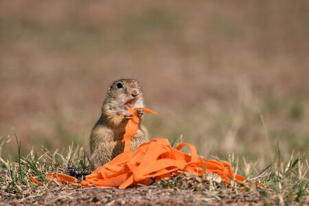 European Ground Squirrel (Spermophilus citellus) is a European representative of the genus Ground...