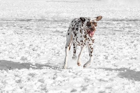 A young beautiful Dalmatian dog running in winter gardenの写真素材