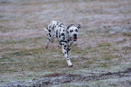 Adorable black Dalmatian dog outdoors in winterの写真素材