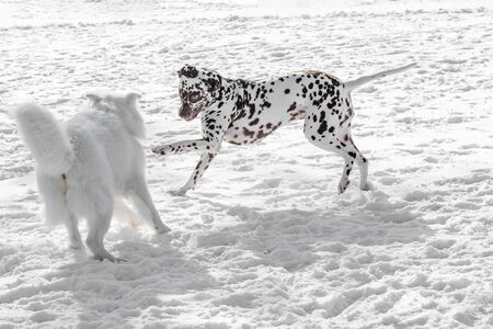 Two young beautiful Dalmatian dogs running in winter gardenの写真素材