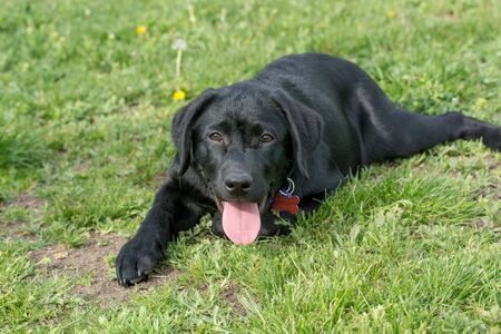 Adorable black puppy Labrador retriever outdoors in summerの写真素材