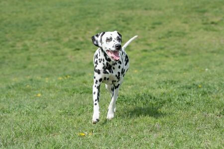 A young beautiful Dalmatian dog running on the grassの写真素材