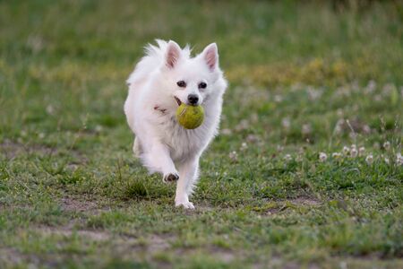 Mini Spitz running with a ball Close-up view of  dogの写真素材