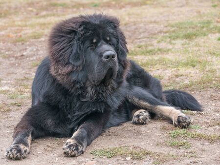 Close-up view of Tibetan Mastiff Dog outside in the park. Selective focusの写真素材