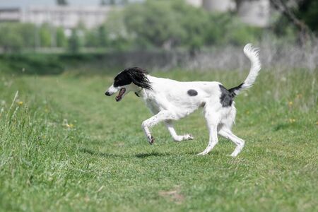Taigan is a member of the family of Eastern Sighthounds. The Taigan is a very rare dog breed,...