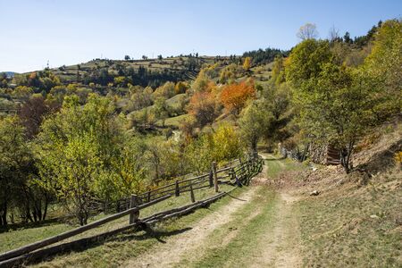 Park autumn landscape with autumn trees and fallen autumn leaves.の写真素材