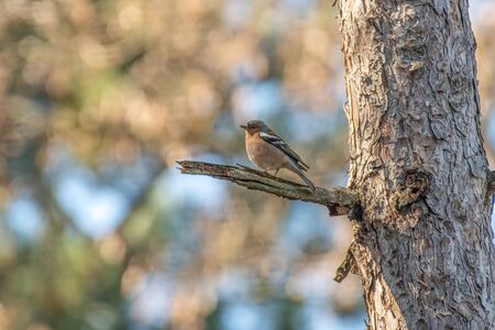 The Common Chaffinch (Fringilla coelebs) breeds in much of Europe across Asia to Siberiaの写真素材