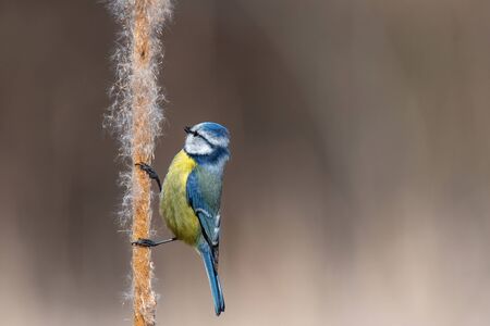 Cute Blue tit (Cyanistes caeruleus) bird in yellow blue colour sitting on bulrushの写真素材
