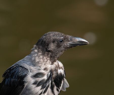 Close up portrait of Hooded crow (Corvus  cornix)の写真素材