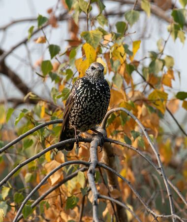 Common Starling (Sturnus Vulgaris) Perching on the Branchの写真素材