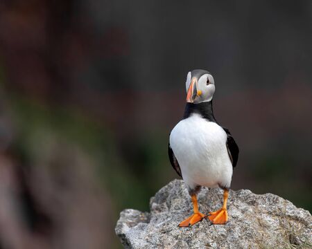 Atlantic Puffin (Fratercula arctica) on cliffâs edge at Isle of May, Scotland.の写真素材
