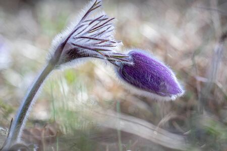 Wild Spring Pulsatilla patens, Easter pasqueflower, prairie crocus, and cutleaf anemone in spring...