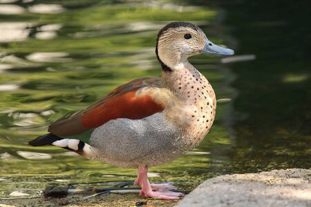 Ringed teals are one of the smallest duck species at around 15 inches long. Males andfemales are dimorphic, having different colored feathers.の写真素材