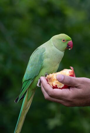 Close up view of the green rose-ringed (Psittacula krameri) parakeet  taking food from human handの写真素材
