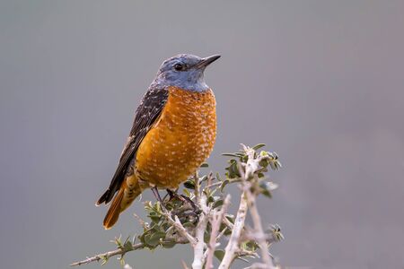 Close up of common rock thrush (Monticola saxatilis)の写真素材