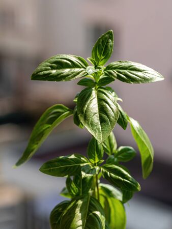 Organic basil herb close up. Ocimum basilicumの写真素材