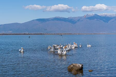 Dalmatian curly pelican (Pelecanus crispus) the world's largest fresh water bird