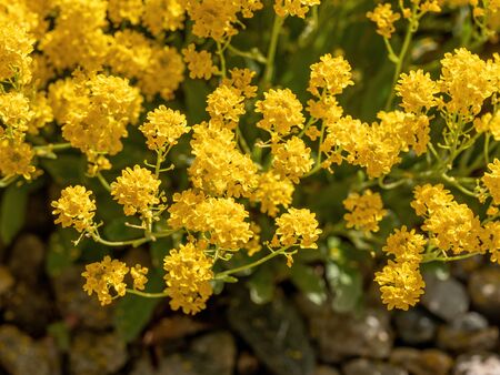 Close up view of(Alysum saxatile) in springの写真素材