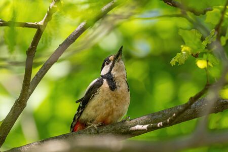 Great spotted woodpecker (Dendrocopos major) perching on beech trunkの写真素材
