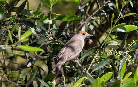 Close up of Eurasian blackcap (Sylvia atricapilla) perched on a tree branchの写真素材
