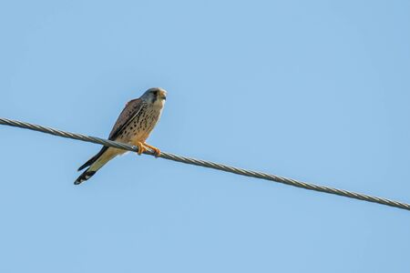 Portrait of Common Kestrel ( Falco Tinnunculus)の写真素材
