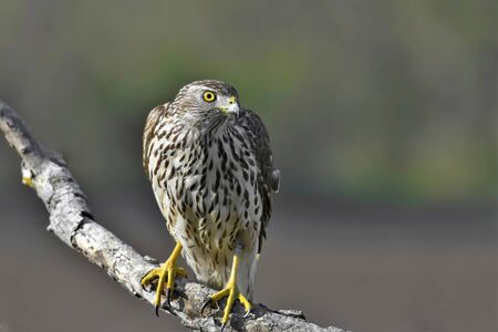 Close-up portrait of a Northern Goshawk, Accipiter gentilis.