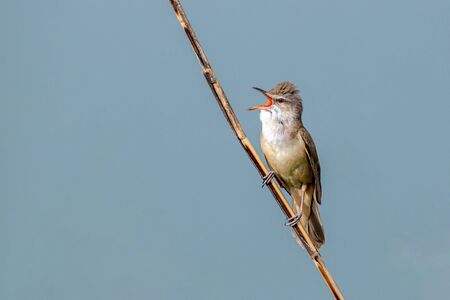 Great reed warbler (Acrocephalus arundinaceus) in the nature habitat.の写真素材