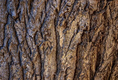 Empty plank wooden wall texture background.