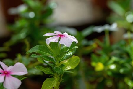 Madagascar rosy periwinkle - Latin name - Catharanthus roseus (Vinca rosea)の写真素材