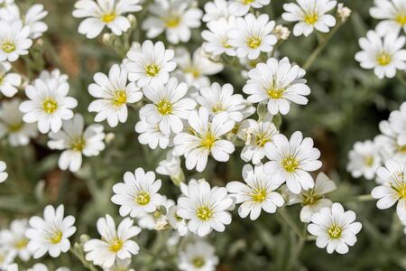 Close up of Dianthus Avenarius or sand carnation.Selective focusの写真素材