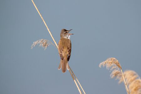 Great reed warbler (Acrocephalus arundinaceus) in the nature habitat.の写真素材