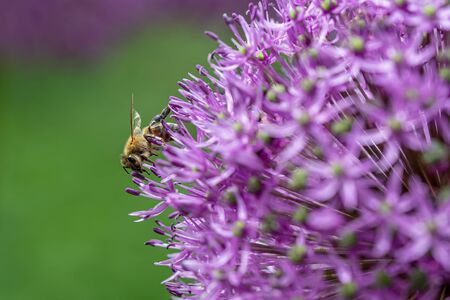 Macro photo of Bee collecting  pollen from flower in nature. Selective focusの写真素材